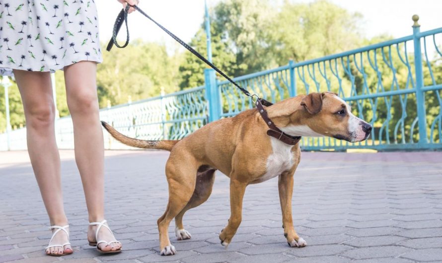 Quel type de harnais choisir pour un chien qui tire ?